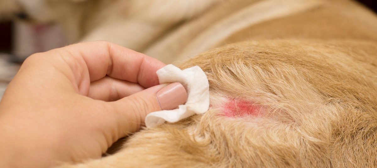 vet emergency near me