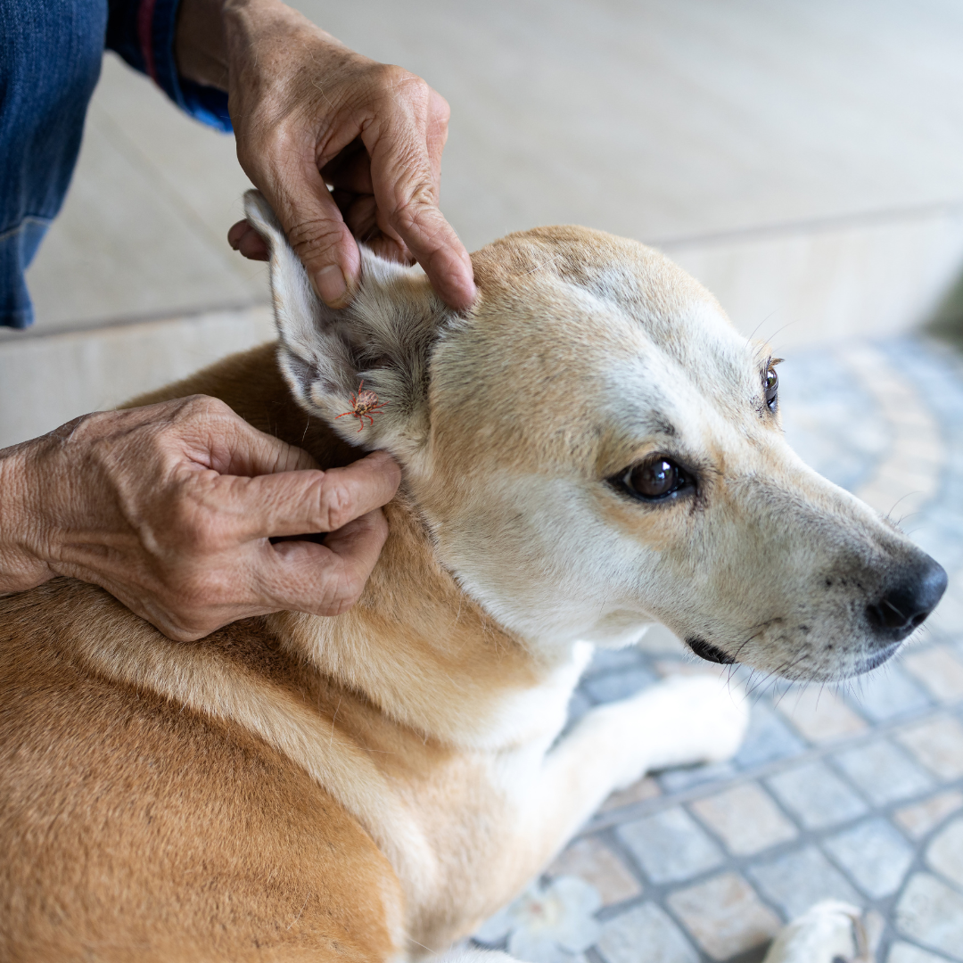 Ticks and Lyme Disease in Pets: How to Recognize and Treat It Early